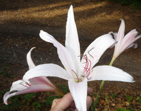 garden-NativeEasterLily