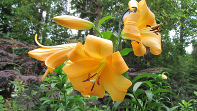 flower-show