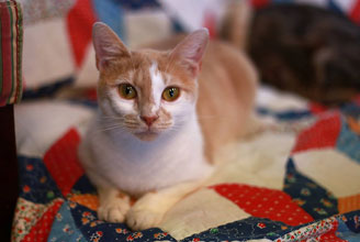 tabby house3