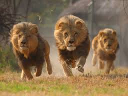 lions