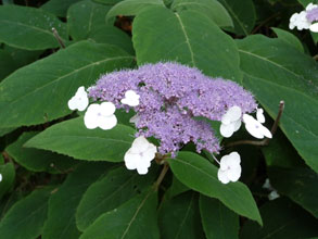 garden Hydrangea aspera