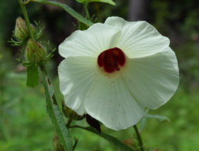 garden native plants