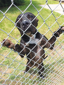 Animal Shelter Riley