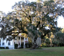 authors live oaks frampton plantation