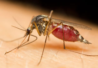 debugging Mosquito sucking blood