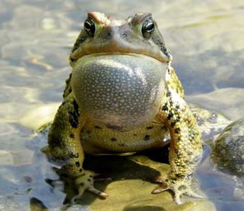 toad