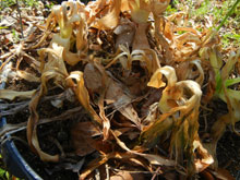 garden mush pot of lilies