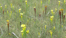 garden SarraceniaFlavaVars