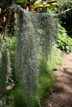 1200px Spanish moss at the Mcbryde Garden in hawaii