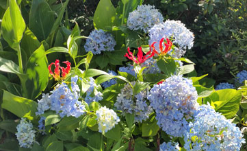 garden