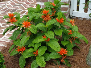 garden2