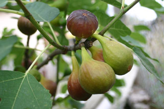 garden Grappe de figues
