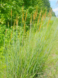garden Indian grass