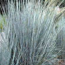 garden little bluestem grass prairie blues andropogon 1 1