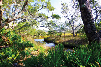 St Phillips Habitat Diversity Makes St Phillips Unique Among Coastal Sea Islands