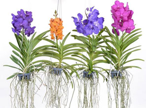 garden Vanda photo by FloraStore