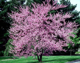 garden eastern redbud