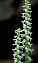 garden Ladys Tresses Orchid flower