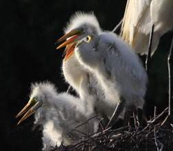 BirdBirthday 3 Great Egret Chicks JohnAlbert