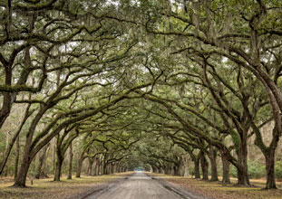 eloquent Wormsloe