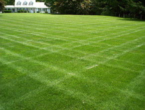 garden big lawn
