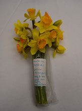 garden fortune daffodil