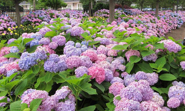 garden