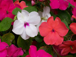 garden2