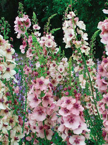 garden 2 Verbascum Southern Charm