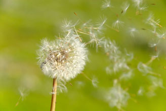 garden Dandelion