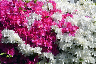 garden azaleas