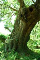 tree-tall-beaufort2