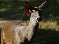 take-the-fall-deer