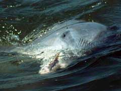 take-the-fall-dolphin