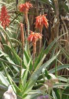 garden-aloe