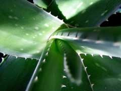 garden-aloe