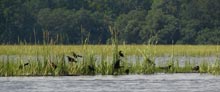 palm-key-birds