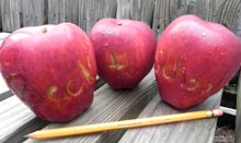 school-apples