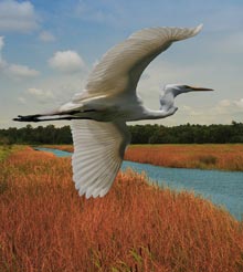 cam-egret-egress-denny-baer
