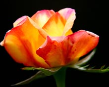 jm-cote-single-rose