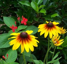 garden-rudbeckia
