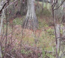 port-royal-bald-cypress