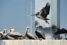 outsider-brown-pelican.tessmal