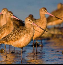outsider-horan-marbled-godwit