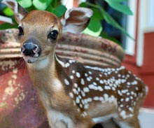 outsider-bambi-2