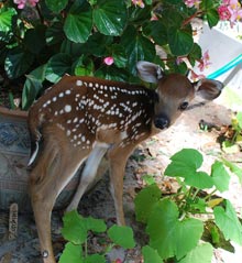 outsider-bambi-3