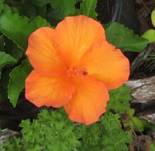 how-does-garden-hibiscus