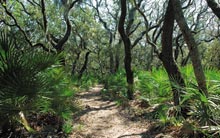 cumb-maritime-forest