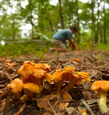 outsider-shrooms