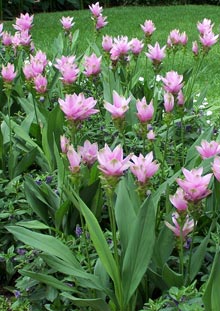 garden-column